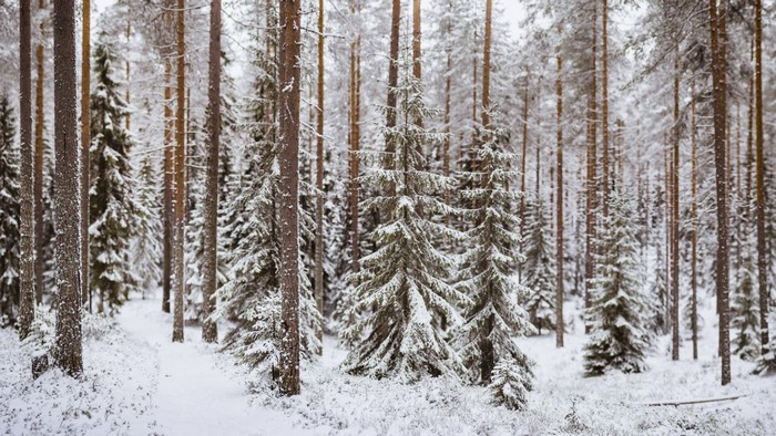 Snow-covered trees in a winter forest