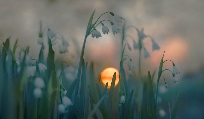Snowdrops blooming at sunrise with soft light