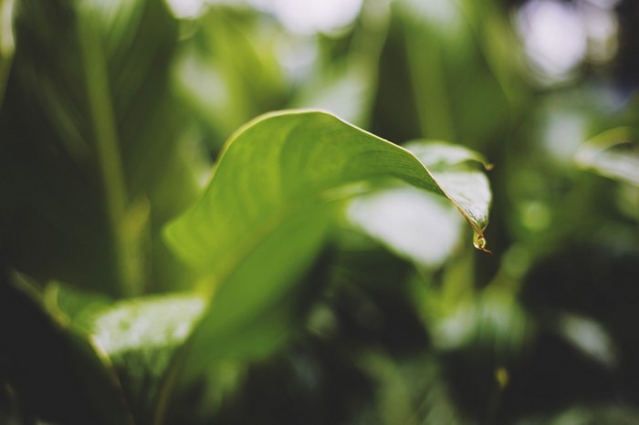 Close up of a green leaf with a water droplet
