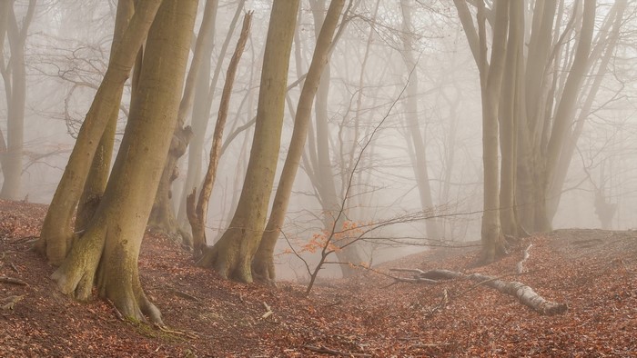 Misty forest with bare trees and fallen leaves