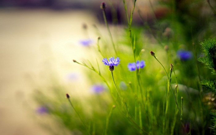 Close-up of a purple cornflower in a green field