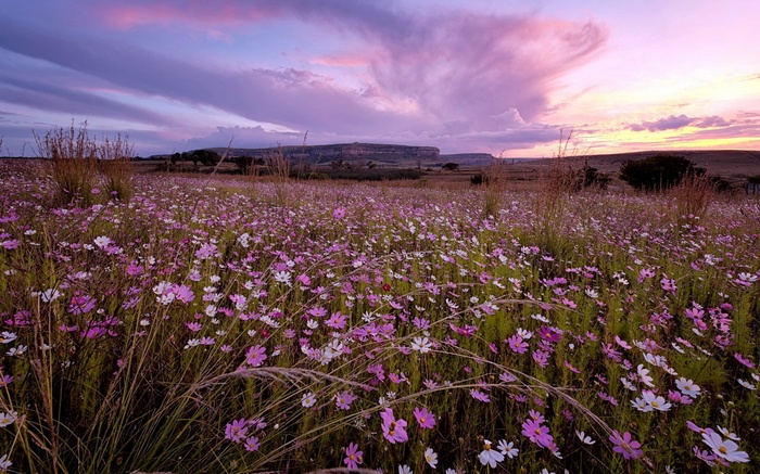 Field of cosmos flowers at sunset with mountains