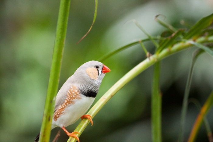 4k zebra finch on a branch