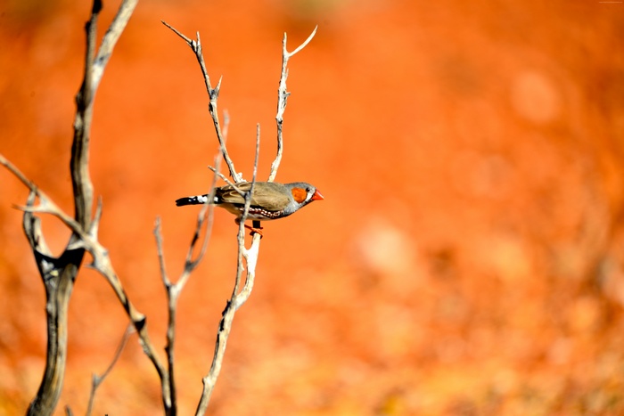 Zebra finch perched on a dry branch