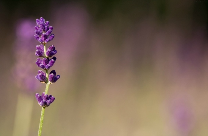 4K Macro shot of a lavender flower