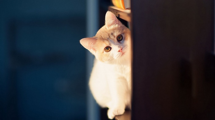 A cat peeking from behind a dark surface