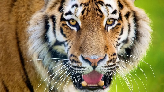 Close-up of a tiger's face