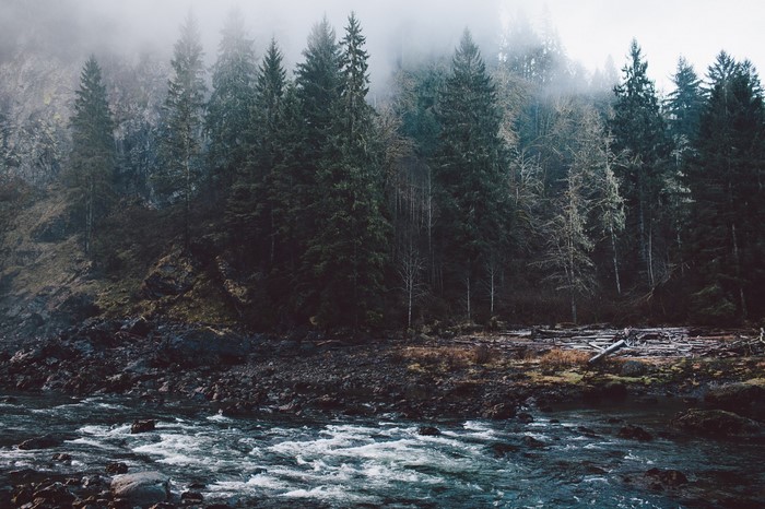 Misty forest with a river in the foreground
