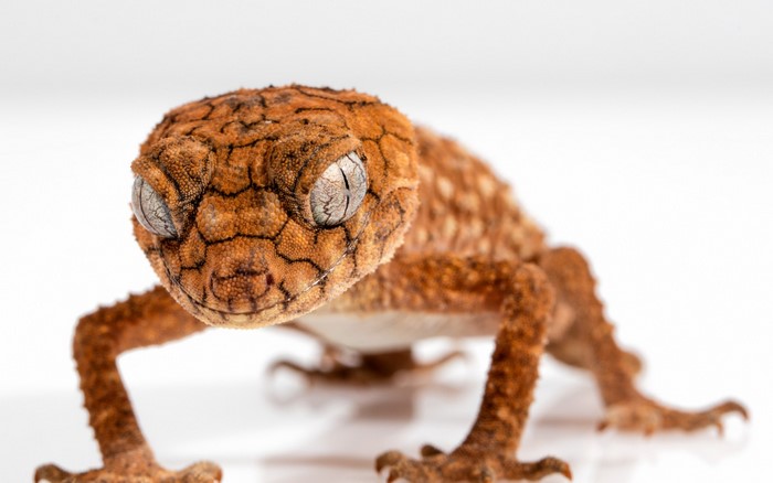 Close-up of a Gargoyle Gecko on a white background