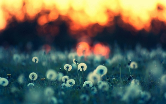 Dandelions in the field at sunset