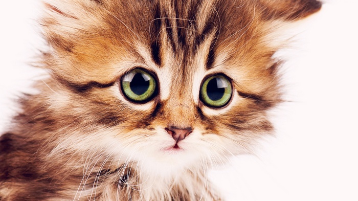 4k, kitten, cute, funny animals