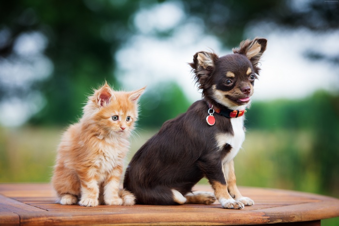 4K Orange Kitten and Brown Puppy Sitting