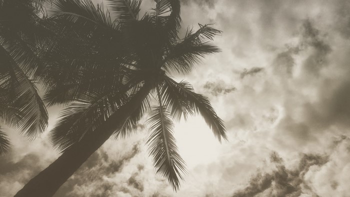 Palm trees against a cloudy sky