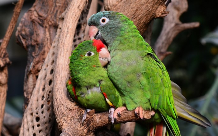 Two green parrots with red markings on a branch