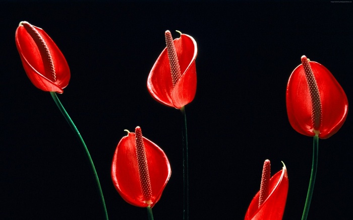 Five red anthurium flowers on black background