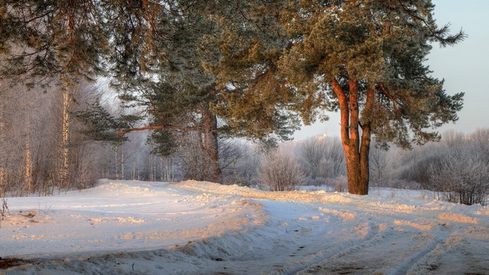 Winter forest road with pine trees and frost