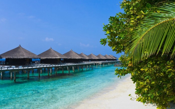 Overwater bungalows on a tropical island with palm trees