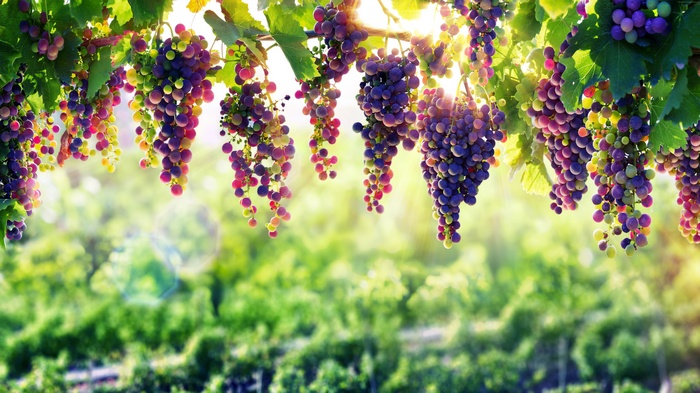 Bunches of ripe grapes hanging from vines
