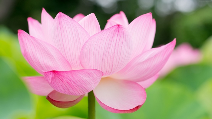 Pink Lotus Flower in 4K