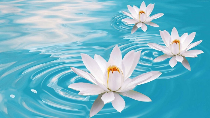 Three white lotus flowers floating on blue water