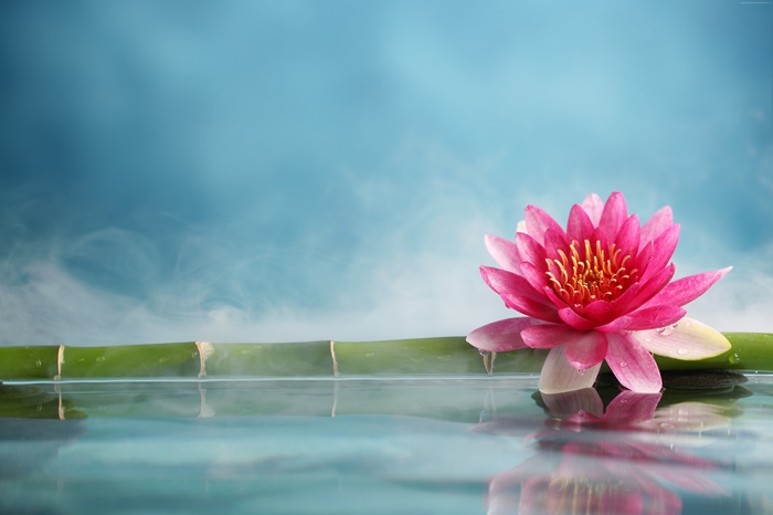 Pink lotus flower on bamboo with water reflection
