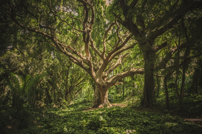 Ancient tree in a sunlit forest
