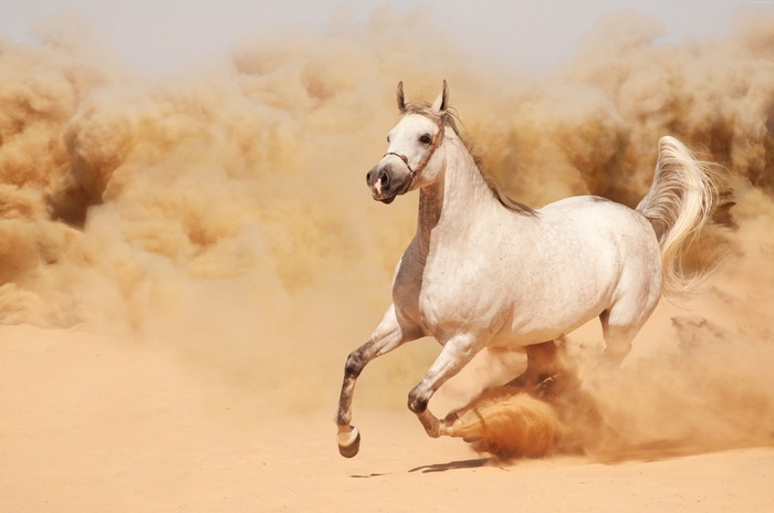White horse running through desert dust