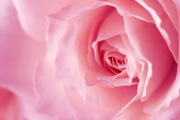 Close-up of a pink rose