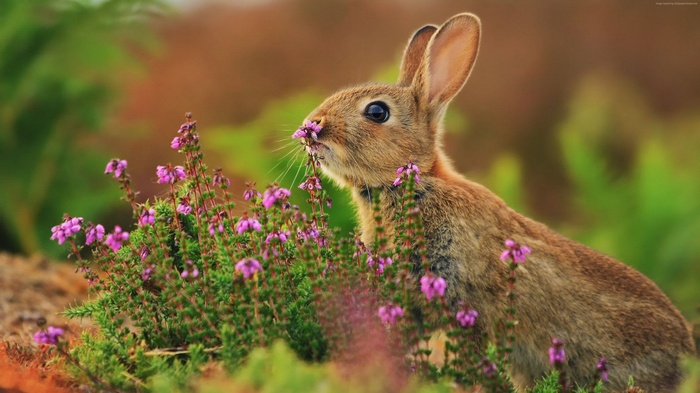 4k, cute animals, rabbit, flowers