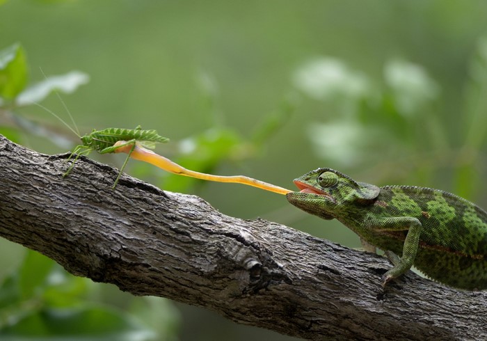 Chameleon catching a grasshopper with its tongue on a branch