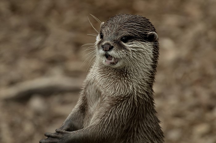 Close-up of a wet otter with mouth open