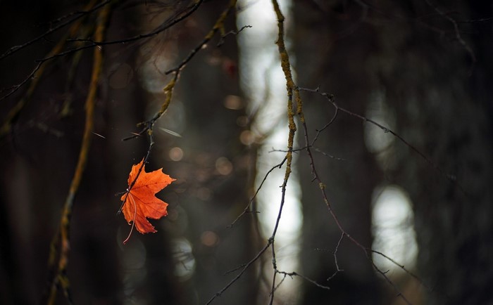 Single orange leaf hanging from a branch in a dark forest