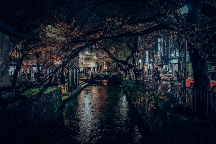 Nighttime canal with cherry blossoms and city lights