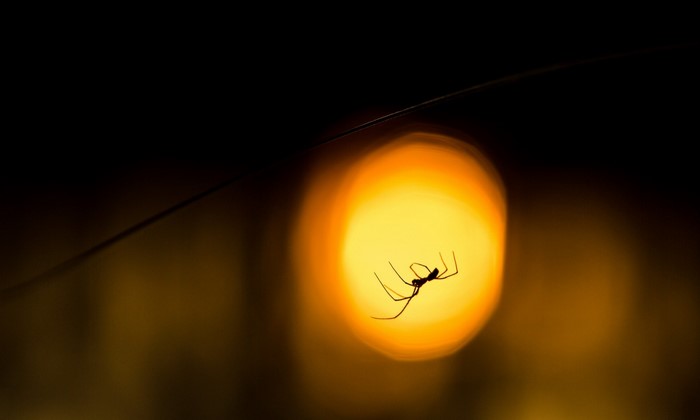 Silhouette of a spider on a web with bokeh light