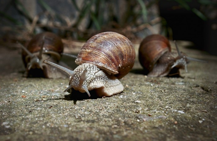 Three snails on a concrete surface