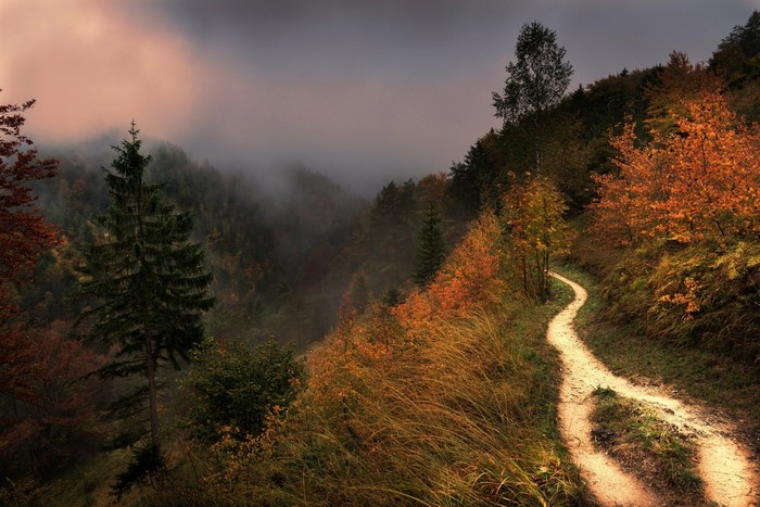 Autumn forest path with mist and sunlight