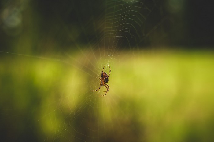 Spider on a web in nature