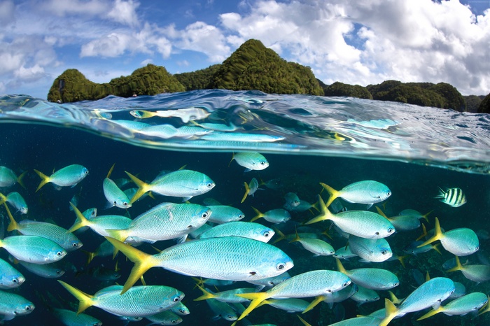 School of Fish near Malakal Island, Palau