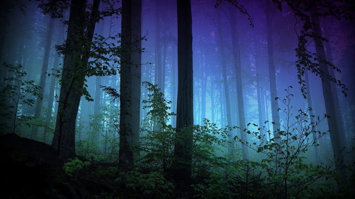 Misty forest with purple and blue light