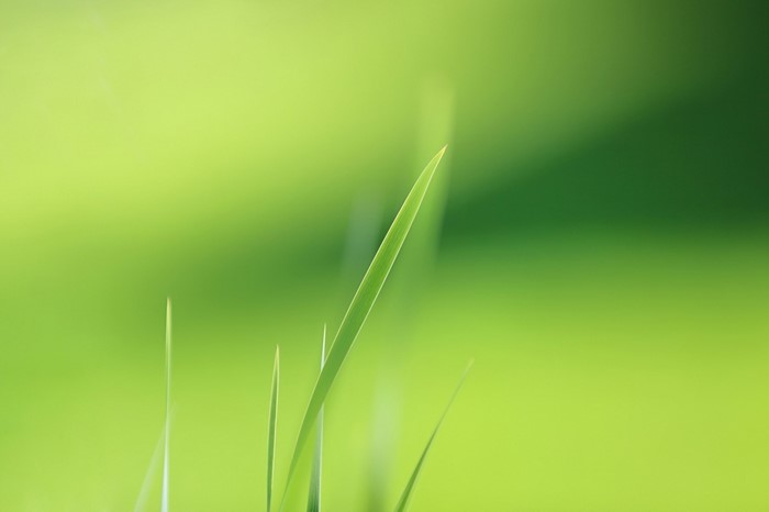 Close-up of green grass blades with sunlight