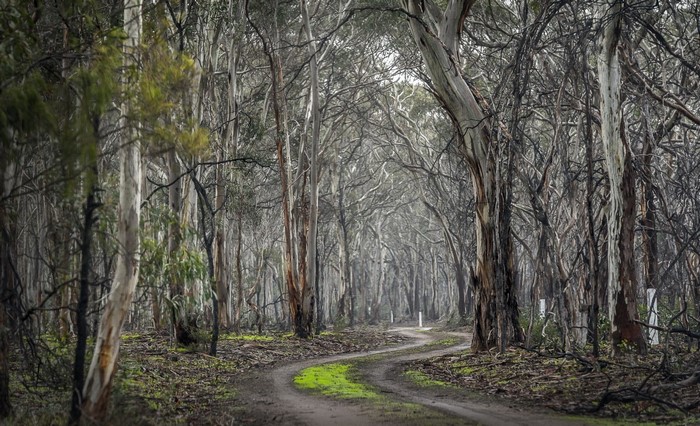 Winding dirt road through a misty eucalyptus forest