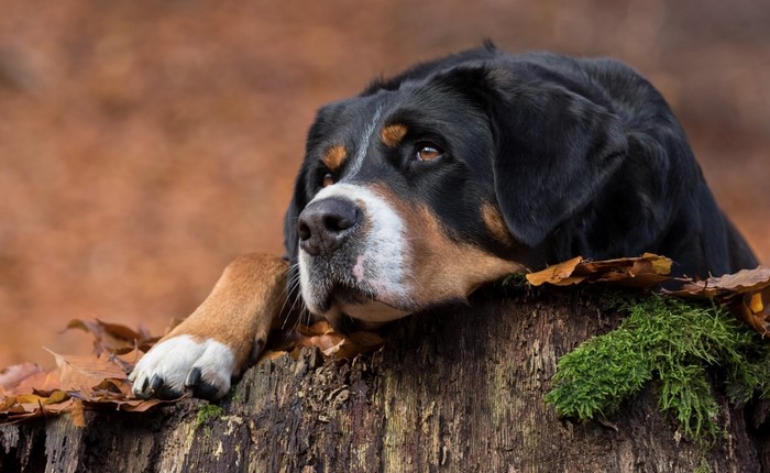 Greater Swiss Mountain Dog resting on a tree stump