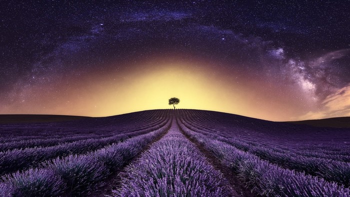 Lavender field under starry sky with lone tree