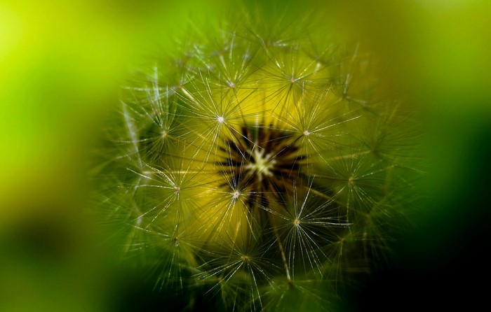 Close-up of a dandelion seed head with green background
