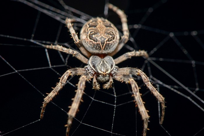 animals, macro, spider, Arachnid, fauna, close up, macro photography ...