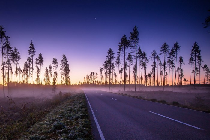 Road through a misty forest at dawn or dusk