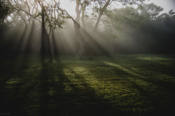 Sun rays piercing through trees in a misty forest