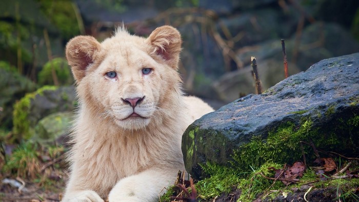 White lion cub with blue eyes lying down