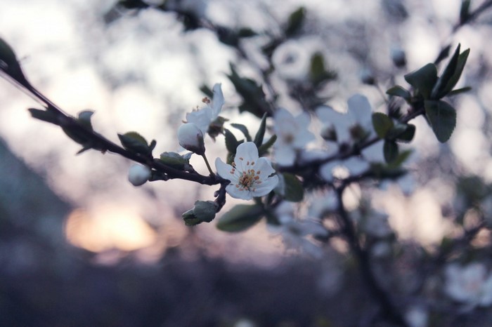 Close up of white cherry blossoms on a branch