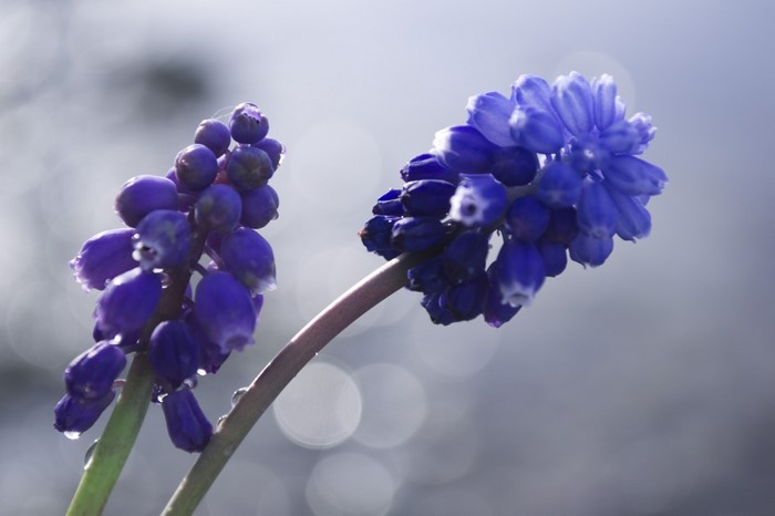 Two purple grape hyacinth flowers with water droplets